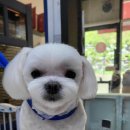 이누펫살롱 이미지