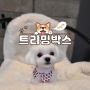 트리밍박스 | 대전 애견미용 "트리밍박스" 솔직후기!