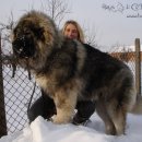 바론켄넬 이미지