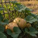 정만출 | [10월의 제철음식과 인문학]만추(晩秋)의 지혜가 깃든 &#39;저장 문화&#39;를 이야기하다