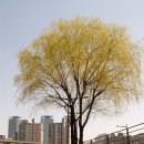 소림자동차공업사 | [케녹스] 벚꽃 지는 계절에 거리에서