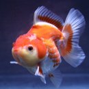 미스터브리더 이미지