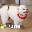 마요 펫 네이버블로그