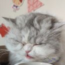오션 캣 이미지