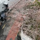 민성식품 | 250331 도리의일기- 그랜드블랑 웨딩홀 후기/ 해운대 달맞이 벚꽃길/ 송정 고기집 돼지야/ 양산 샤브20...