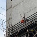 본빵 | 드디어 먹어본 베통 소금빵 위치, 웨이팅 후기(페딩턴, 초코, 트러플)