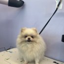 강아지미용실502 | 천안애견미용 잘하는곳 발견! 드디어 정착 애정으로 케어 받은 후기 "코코그루밍"