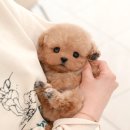 든든동물병원「산업동물 출장진료 전문」 | 마산펫샵 미유펫의 전문적인 강아지분양 절차