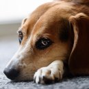 하남플러스동물병원 이미지