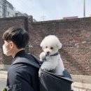 예쁘개 미용할개 | 부천 애견미용 상동 오늘예쁘개 미용했어요 ♪