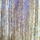 청옥산깨비마을 야영장 이미지