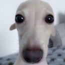 더주세요 이미지