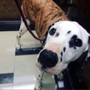 아라동물병원 이미지