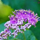 아메리카나 이미지