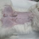 늘사랑 양한방 동물병원 이미지