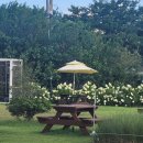 마고플레인 이미지