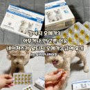 코스모네이쳐피부관리 | 강아지 오메가3 아무거나 안 고른 이유｜네이쳐스키 알티지 오메가3 급여 후기