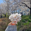 상대아파트 | 대전 엑스포아파트 옆 갑천 천변 벚꽃축제 및 후기 주차팁(상대적으로 사람 적은 벚꽃 명소)