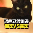 검은고양이 이미지