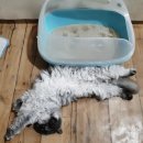 헬로가토스 이미지