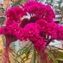 맨드라미 화단 이미지