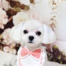 까리하개 이미지