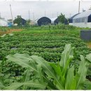 소소농장 | 안산힐링농장 힐링주말농장에서 느낀 소소한 행복