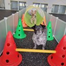 명지애견 이미지