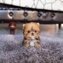 골드퍼피 이미지