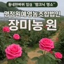 장미산영농조합법인 | 동네한바퀴 임실 장미농장 팜크닉 명정원예영농조합법인 스마스스토어 장미전국택배 및 예약, 주차가능...