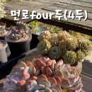 먼로씨~four두(4두) 랍니다. 이미지