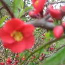 비둘기농장 이미지