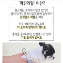 유봉 | 유봉펫 Y형 강아지 하네스 후기