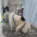 네일봄날애