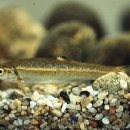 진동 계곡 민박 이미지