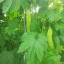 여주-0770 이미지