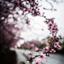 봄길을 걸으면 생각나는 사람...Your Beautiful Love 이미지