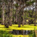 미시시피 이미지