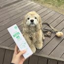 스튜디오미니테일 | 5월 일상블로그 (3) 절미랑 여기 저기 이곳 저곳