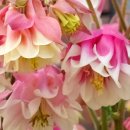 꽃 뜨락 이미지