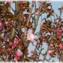 아름다운 꽃말(ㄱ) 이미지