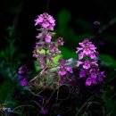 비밀의화원 이미지