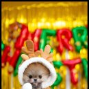 강아지분양 고양이분양 포근퍼피 이미지