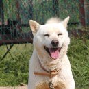 진도개영농조합 이미지