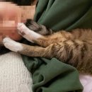 포코목장 이미지