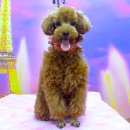 퍼피투게더 이미지