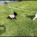 호텔멍 | 부산애견호텔 멍데뷰 후기 - 1견1실 룸형식이 진짜 대박이었어요!