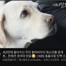 헐 천재견 호야 주인분 돌아가셨대ㅠㅠ 이미지