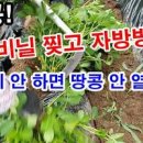 땅콩 북주기! 비닐 벗기기 수확전 마지막 복토_ 땅콩 키우기 자방병 흙덮기 이미지