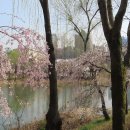 좋은 글 용인 날씨 봄비/봄비 오는 날 벚꽃 피는 날 행운과 행복으로 당신께 드리는 조각 영상 이미지